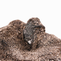 Alexandrite in Mica Schist - Earth Love Gallery Collection