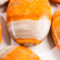 Jasper - Bumble Bee- Palms