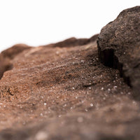 German Fairy Wood - Statement Piece