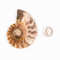 Ammonite
