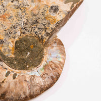 Ammonite