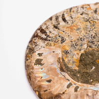 Ammonite