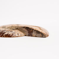 Ammonite