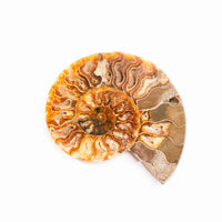 Ammonite