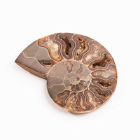 Ammonite
