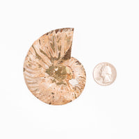 Ammonite