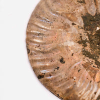 Ammonite