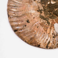 Ammonite