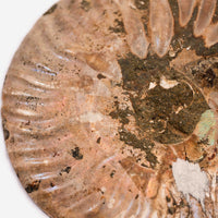 Ammonite