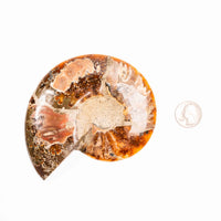 Ammonite