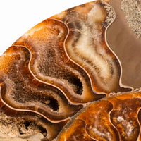 Ammonite