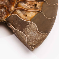 Ammonite