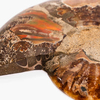 Ammonite