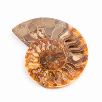 Ammonite