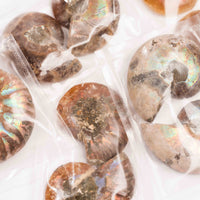 Ammonite - Intuitive Picks