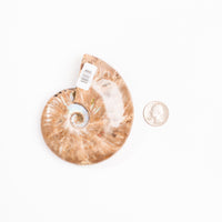 Ammonite