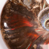 Ammonite