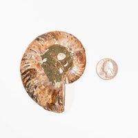 Ammonite