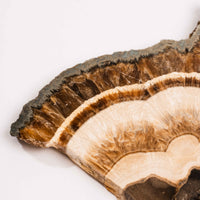 Barite w/ Pyrite - Slab