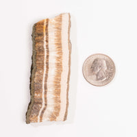 Barite w/ Pyrite - Slab