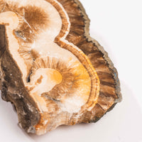 Barite w/ Pyrite - Slab