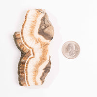 Barite w/ Pyrite - Slab