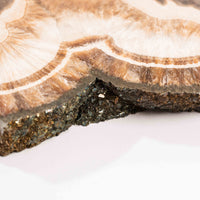 Barite w/ Pyrite - Slab