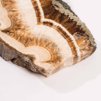 Barite w/ Pyrite - Slab