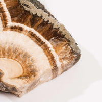 Barite w/ Pyrite - Slab