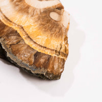 Barite w/ Pyrite - Slab