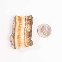 Barite w/ Pyrite - Slab