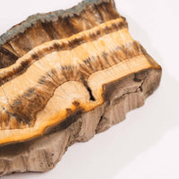 Barite w/ Pyrite - Slab