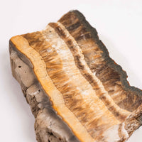 Barite w/ Pyrite - Slab