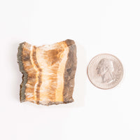 Barite w/ Pyrite - Slab