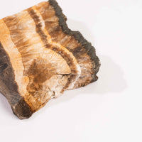 Barite w/ Pyrite - Slab