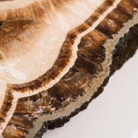 Barite w/ Pyrite - Slab