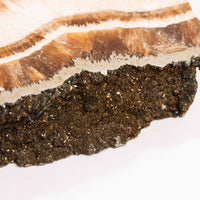 Barite w/ Pyrite - Slab