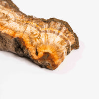 Barite w/ Pyrite - Slab