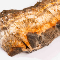 Barite w/ Pyrite - Slab