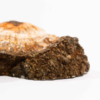 Barite w/ Pyrite - Slab