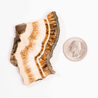 Barite w/ Pyrite - Slab