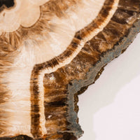 Barite w/ Pyrite - Slab