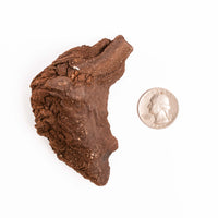 German Fairy Wood - Rough