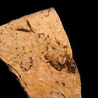 Fish Fossil- Earth Love Gallery