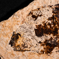 Fish Fossil- Earth Love Gallery