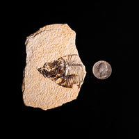Fish Fossil- Earth Love Gallery