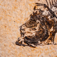 Fish Fossil- Earth Love Gallery