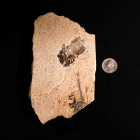 Fish Fossil- Earth Love Gallery
