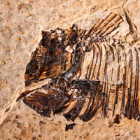 Fish Fossil- Earth Love Gallery