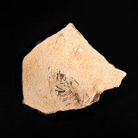 Fish Fossil- Earth Love Gallery